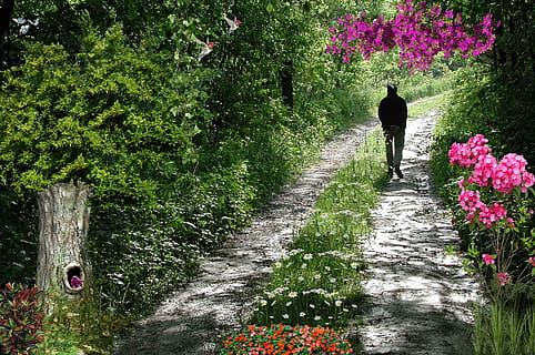 sentiero, strada, Florida, natura, all'aperto, albero, giorno, pianta, una persona, persone reali, retrovisore, crescita, stili di vita, direzione, a piedi, la strada davanti, fiore, pianta fiorita, bellezza nella natura, lunghezza intera, uomini, attività di svago, 1080P, CC0, dominio pubblico, privo di copyright