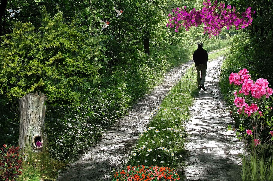 sti, vej, florida, natur, udendørs, træ, dag, plante, en person, rigtige mennesker, bagfra, vækst, livsstil, retning, gå, vejen frem, blomst, blomstrende plante, skønhed i naturen, fuld længde, herrer, fritidsaktivitet, 1080P