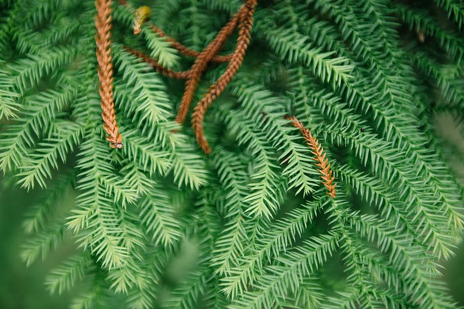 fotografia a macroistruzione, verde, pianta lasciata, superficiale, fotografia a fuoco, le foglie, albero, foglia, ramo, fogliame, colore verde, pianta, avvicinamento, crescita, nessuno, Pino, ago - parte vegetale, albero di conifere, fotogramma intero, natura, sfondi, giorno, messa a fuoco selettiva, modello, parte vegetale, bellezza nella natura, Pinaceae, concentrarsi sulle conoscenze acquisite, abete, color turchese, 5K