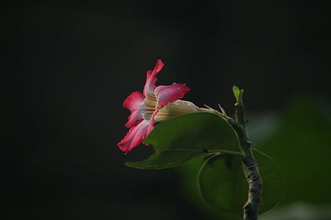 makro, blomst, åbning, blomstrende plante, lyserød farve, plante, skønhed i naturen, tæt på, friskhed, sårbarhed, skrøbelighed, kronblad, natur, studio skud, blomsterstand, vækst, blomsterhoved, ingen mennesker, plante del, blad, fokus på forgrunden, udendørs, sort baggrund, forår, 4K, CC0, offentligt domæne, royaltyfrie