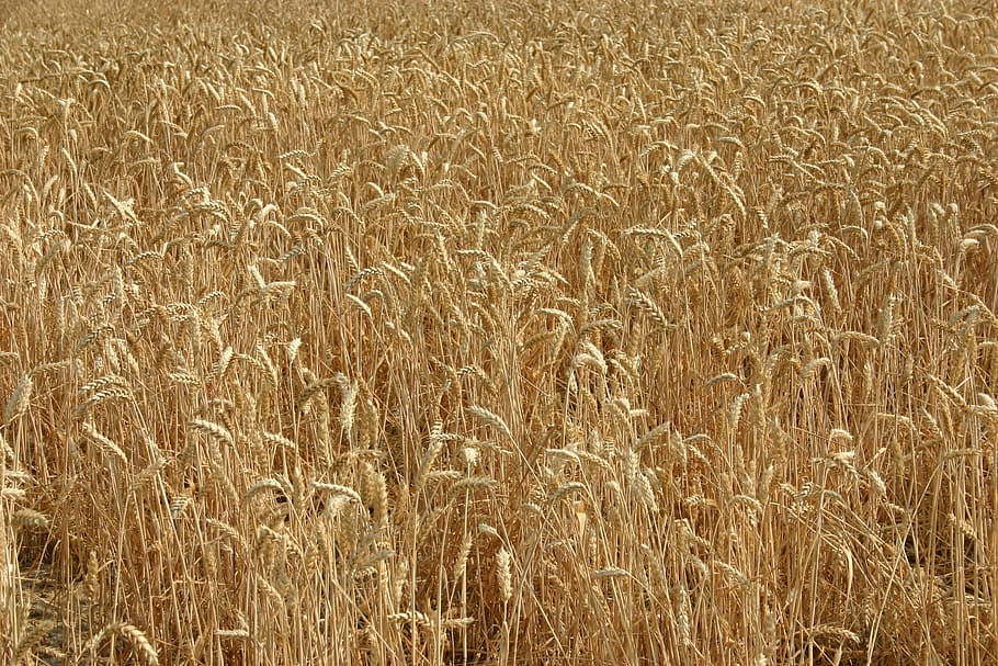 blat, orelles, camp, agricultura, creixement, terra, planta de cereals, planta, granja, cultiu, escena rural, paisatge, fons, marc complet, cap gent, tranquil·litat, naturalesa, escenics - natura, dia, bellesa a la natura, escena tranquil·la, a l'aire lliure, tija, 2K
