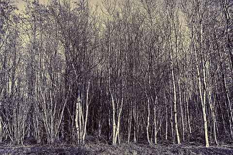 albero, boschetto, foresta, tronco, snello, magro, stretto, spoglio, albero nudo, albero d'inverno, paesaggio, pianta, terra, la tranquillità, bosco, bellezza nella natura, crescita, natura, nessuno, scena tranquilla, tronco d'albero, scenics - natura, giorno, scena non urbana, ambiente, abbondanza, all'aperto, 5K, CC0, dominio pubblico, privo di copyright