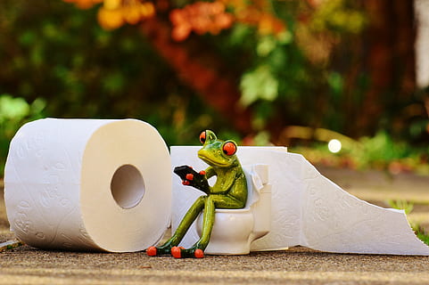 schließen, Fotografie, Frosch, Sitzung, Toilettenfigur, Toilette, Klo, Session, lustig, Toilettenpapier, süß, Mobiltelefon, Grün, Tier, Fokus auf den Vordergrund, Darstellung, weiße Farbe, menschliche Darstellung, Pflanze, Kunst und Handwerk, männliche Ähnlichkeit, Tag, keine Leute, Figur, Natur, draußen, Nahansicht, Badezimmer, Skulptur, Spielzeug, grüne Farbe, 4K, CC0, gemeinfrei, lizenzfrei