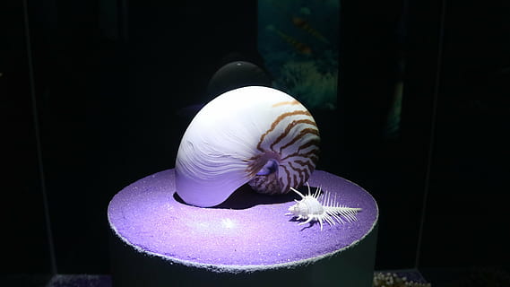 apvalks, nautilus, jūras, vēžveidīgie, dzīvnieku, dzīvnieku tēmas, telpās, nav cilvēku, dzīvnieku savvaļas dzīvnieki, tuvplāns, dzīvniekiem savvaļā, viens dzīvnieks, bezmugurkaulnieki, raksturs, akvārijs, violets, medūzas, tvertne, dzīvniekiem nebrīvē, ūdens, koncentrēties uz jaunajām zināšanām, jūras dzīve, 5K, CC0, publiskais domēns, bez atlīdzības