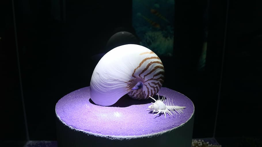 shell, nautilus, marí, marisc, animal, temes d'animals, a l'interior, cap gent, fauna animal, primer pla, animals a la natura, un animal, invertebrat, naturalesa, aquari, porpra, meduses, dipòsit, animals en captivitat, aigua, centrar-se en primer pla, la vida marina, 5K
