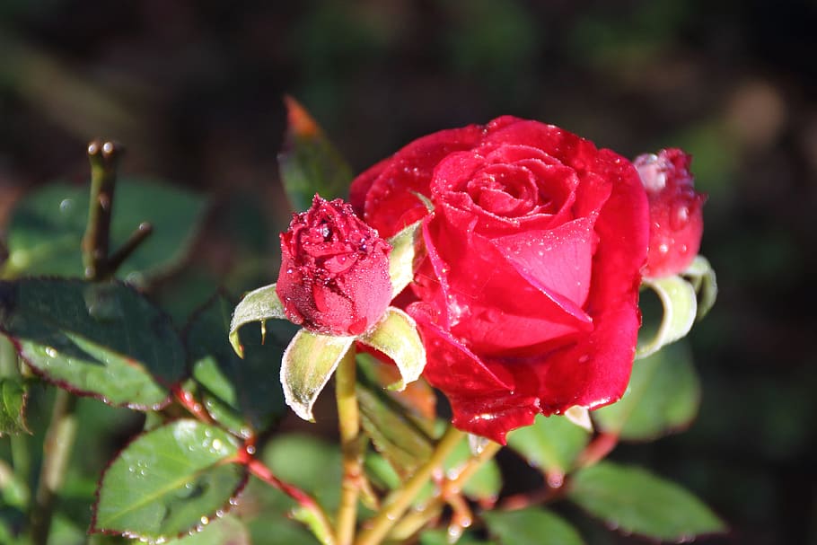 Rose, dug, vinter, kold, blomst, blomstrende plante, skønhed i naturen, plante, kronblad, tæt på, friskhed, skrøbelighed, sårbarhed, rosenblomst, vækst, natur, blomsterstand, blomsterhoved, fokus på forgrunden, rød, vand, dråbe, ingen mennesker, udendørs, forår, regn, regndråbe, blødhed, renhed, bægerblad, 4K