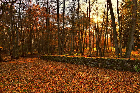 hoja, sol, bosque, árbol, Suecia, al aire libre, naturaleza, hermosamente, otoño, cambio, planta, tierra, color naranja, belleza en la naturaleza, parte de la planta, tranquilidad, paisajes - naturaleza, crecimiento, escena no urbana, escena tranquila, nadie, el maletero, tronco de arbol, día, colección de otoño, hojas, 2K, CC0, dominio público, libre de derechos