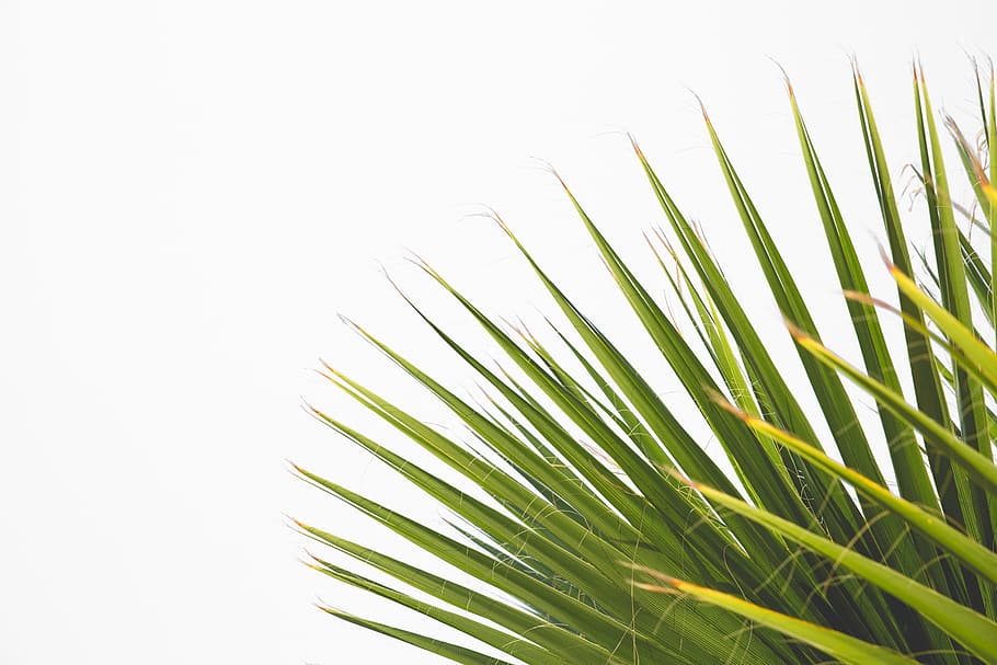 fulla de palma, aïllat, arbre, blanc, botànica, fons, frescor, full, medi ambient, naturalesa, Palmera, planta, branca, estiu, tropical, verd, color verd, creixement, primer pla, part de la planta, fronda, cap gent, clima tropical, bellesa a la natura, còpia espai, a l'aire lliure, dia, herba, cel clar, fulla d'herba, 5K