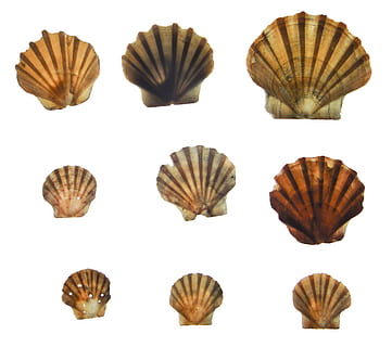 Collage aus verschiedenfarbigen Muscheln, Schale, Venusmuscheln, Meer, Welle, Sommer-, marinieren, süß, ausgeschnitten, weißer Hintergrund, keine Leute, Studioaufnahme, Natur, Gruppe von Objekten, Tierwelt, Nahansicht, Sammlung, Muster, Tier, weiße Farbe, drinnen, gestreift, Tierhülle, Stillleben, Tierthemen, Gruppe, Marine, 2K, CC0, gemeinfrei, lizenzfrei