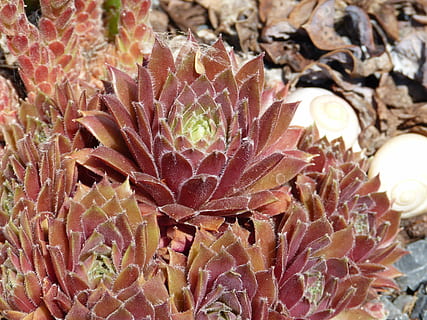 cactus, close, red, brown, sun, blossom, bloom, plant, nature, close-up, leaf, growth, beauty in nature, no people, flower, pink color, undersea, vulnerability, fragility, freshness, coral, flowering plant, water, day, succulent plant, sea, focus on foreground, flower head, marine, 4K, CC0, public domain, royalty free