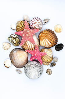 schelpen, zeester, zeeschelp, schaaldieren, schulp, strand, ornament, natuur, schelp, stilleven, witte achtergrond, keuze, variatie, studio opname, hoge hoekmening, binnenshuis, geen mensen, dieren schaal, voedsel, grote groep objecten, groep objecten, versheid, eten en drinken, dierenleven, dier, recht boven, zeevruchten, 5K, CC0, publiek domein, royaltyvrij