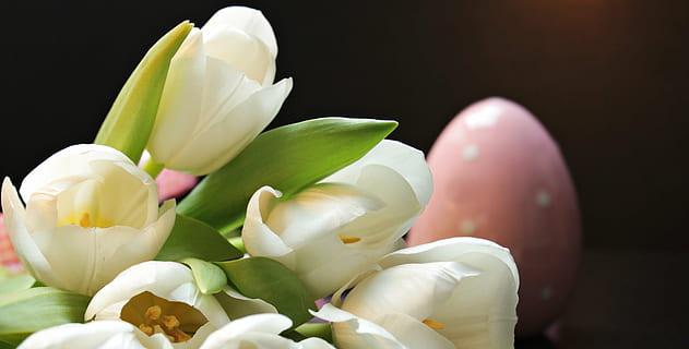 flors de tulipa blanca, tulipes, tulipa, ou de Pasqua, ou de rosa de Pasqua, rosa, blanc, flors, schnittblume, cria de tulipa, primavera, floració primerenca, tulipes blancs, tulipes blanques, licitació, flor de primavera, frühlingsanfang, flors blanques, flora, tancar, bellesa, romàntic, romanç, salutació, felicitació floral, targeta de felicitació, fons, mapa, flor ornamental, tendresa, preocupacions, estirat, ram de flors, nostàlgia, alegre, donar, regalar, gràcies, nostàlgic, alegria de la vida, Pasqua, menjar i beguda, tir de l'estudi, primer pla, frescor, menjar, fons negre, alimentació saludable, cap gent, a l'interior, dia, flor, planta amb flors, planta, bellesa a la natura, pètal, naturalesa, Color blanc, fragilitat, color rosa, natura morta, benestar, vulnerabilitat, part de la planta, cap de flor, suavitat, arranjament floral, bouquet, 4K, CC0, domini públic, lliure de regalies