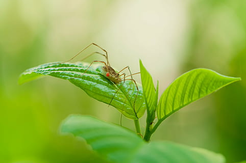 Weber Diener, Blatt, Natur, Pflanzenteil, Tier, Insekt, Tierthemen, wirbellos, Tierwelt, grüne Farbe, ein Tier, Tiere in freier Wildbahn, Nahansicht, keine Leute, Pflanze, Tierkörperteil, draußen, Fokus auf den Vordergrund, Tag, Makro, Schönheit in der Natur, 4K, CC0, gemeinfrei, lizenzfrei