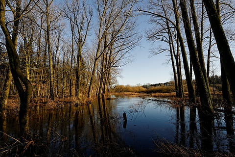 oste, coses baixes, inundació, riu, naturalesa, arbre, aigües, paisatge, fusta, aigua, llac, reflexió, tranquil·litat, planta, bellesa a la natura, escenics - natura, escena tranquil·la, arbre nu, bosc, cap gent, escena no urbana, cel, dia, terra, davant del mar, tronc, a l'aire lliure, pantà, 2K, CC0, domini públic, lliure de regalies