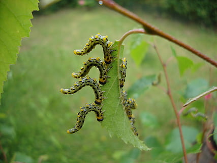 larve, danza, naturale, foglia, colore verde, concentrarsi sulle conoscenze acquisite, avvicinamento, pianta, temi animali, nessuno, fauna selvatica, animali allo stato selvatico, giorno, animale, un animale, natura, viticcio, crescita, messa a fuoco selettiva, all'aperto, arricciato, bellezza nella natura, insetto, 4K, CC0, dominio pubblico, privo di copyright