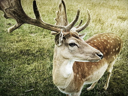 nærbilde foto, brun, hjort, nærbilde, bilde, brun hjort, dyr, natur, gevir, pattedyr, dyreliv, dyr i naturen, utendørs, hovede pattedyr, horned, dyr og kjæledyr, doe, antilope, ett dyr, gress, dyre temaer, felt, land, anlegg, virveldyr, dag, ingen folk, tre, husdyr, planteetende, 2K, CC0, offentlig domene, opphavsrett gratis