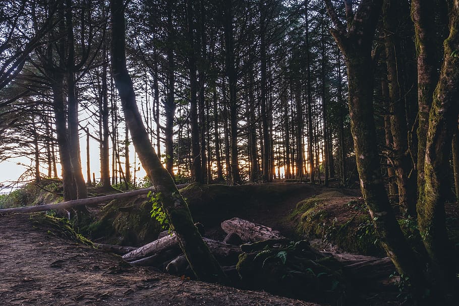 verd, arbres, posta de sol, fotografia de paisatge, bosc, arbre, registre, fusta, tronc, sòl, arbre caigut, a l'aire lliure, cel, naturalesa, tofino, sol passant per l'arbre, fixació del sol a través de l'arbre, planta, terra, tranquil·litat, tronc de l'arbre, creixement, bellesa a la natura, escena tranquil·la, cap gent, escena no urbana, escenics - natura, material de fusta, dia, escorça, 4K