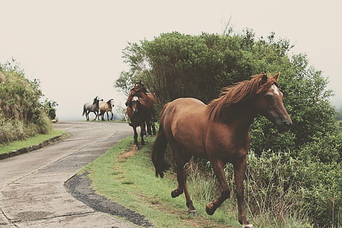 pacco, cavallo, a piedi, lato, strada, camminando, sul lato, lato della strada, animale, natura, all'aperto, scena rurale, mammifero, azienda agricola, pascolo, erba, Marrone, stallone, albero, animali domestici, temi animali, bestiame, pianta, domestico, vertebrato, fauna selvatica, gruppo di animali, cielo sereno, cielo, giorno, campo, mezzi di trasporto, nessuno, erbivoro, ranch, 4K, CC0, dominio pubblico, privo di copyright