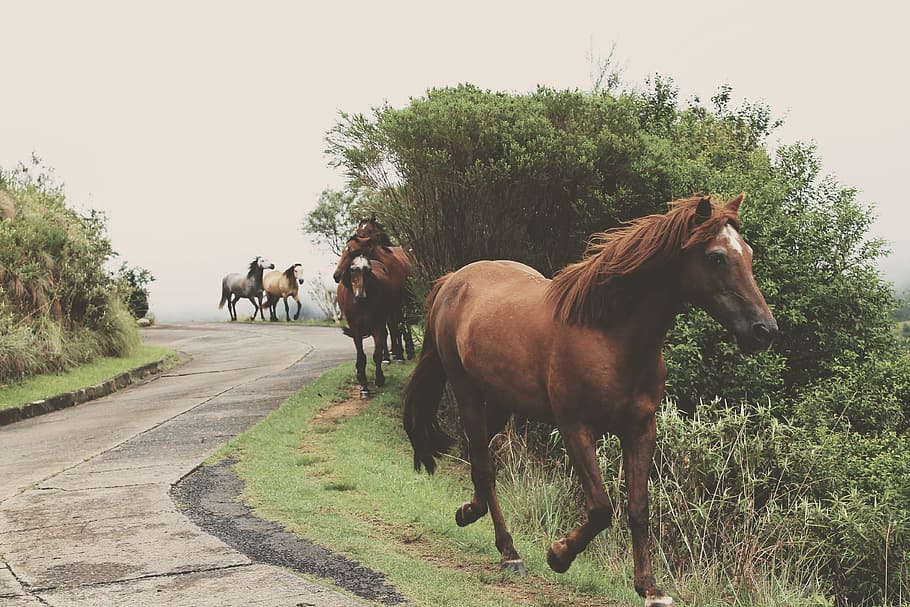 pacco, cavallo, a piedi, lato, strada, camminando, sul lato, lato della strada, animale, natura, all'aperto, scena rurale, mammifero, azienda agricola, pascolo, erba, Marrone, stallone, albero, animali domestici, temi animali, bestiame, pianta, domestico, vertebrato, fauna selvatica, gruppo di animali, cielo sereno, cielo, giorno, campo, mezzi di trasporto, nessuno, erbivoro, ranch, 4K