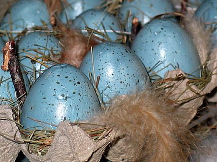 påskeegg, påske nest, påske, vår, dekorasjon, fargerik, egg, fargerike egg, farge, påske dekorasjoner, egg boks, påskeharen, fjær, maling, tilpasset, farget, maleri, påske dekor, malt, colorize, god påske, farget egg, egg kopper, påskeeggmaleri, tegne, vannfarge, blå, maler, mat, nærbilde, dyr egg, ingen folk, mat og Drikke, natur, dyrefest, sårbarhet, anlegg, begynnelse, ferie, sikkerhet, nytt liv, skjørhet, dag, utendørs, sølvfarget, 1080P, CC0, offentlig domene, opphavsrett gratis