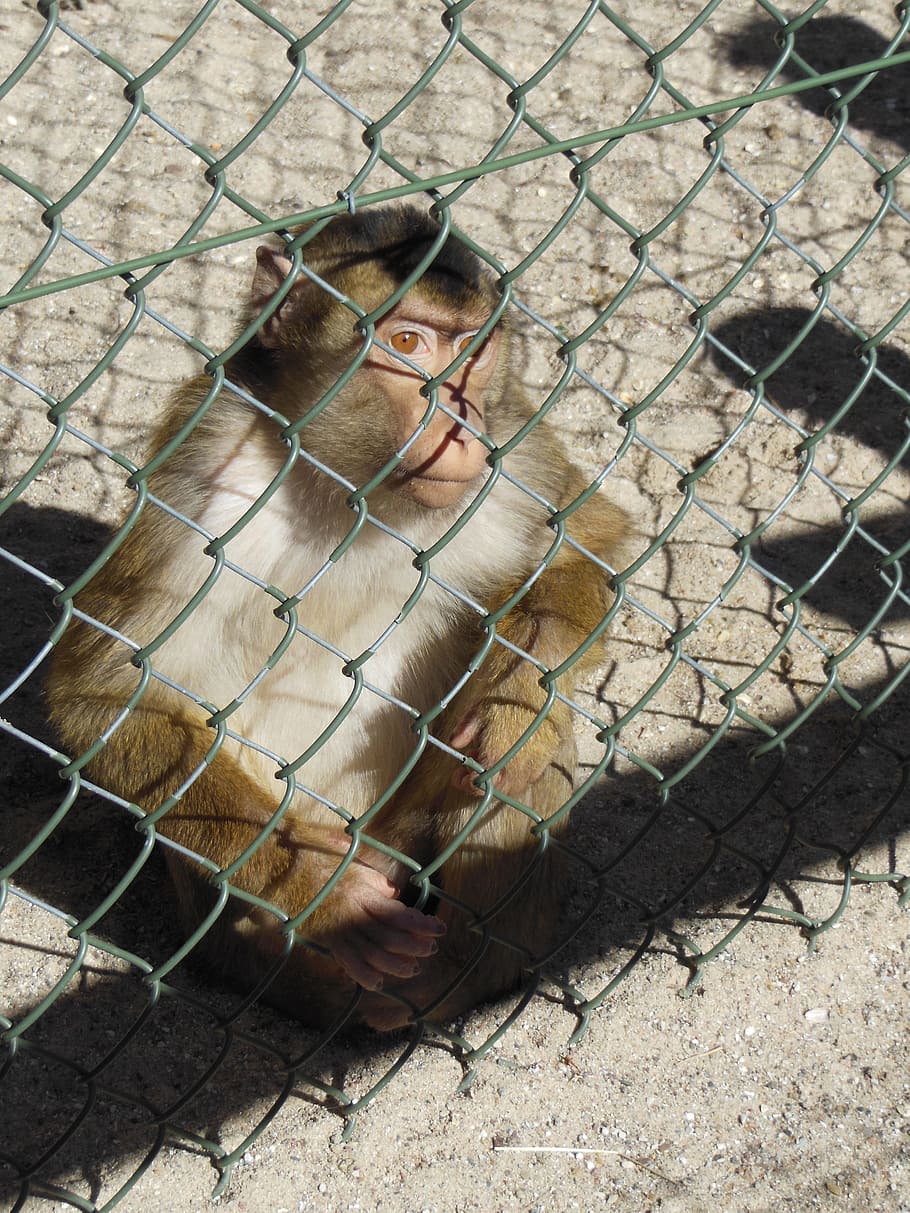 zvířat, makak opice, zvědavý, macaca nemestria, zvířata, sedí u plotu, opic, savců, primátů, deštný prales zvířata, Asie, detail, zoo, Dánsko, funen, savec, jednoho zvířete, obratlovců, zvířata v zajetí, plot, primát, den, hranice, bariéra, nikdo, zvířata ve volné přírodě, Drátěný plot, Příroda, zoologie, venku, 4K