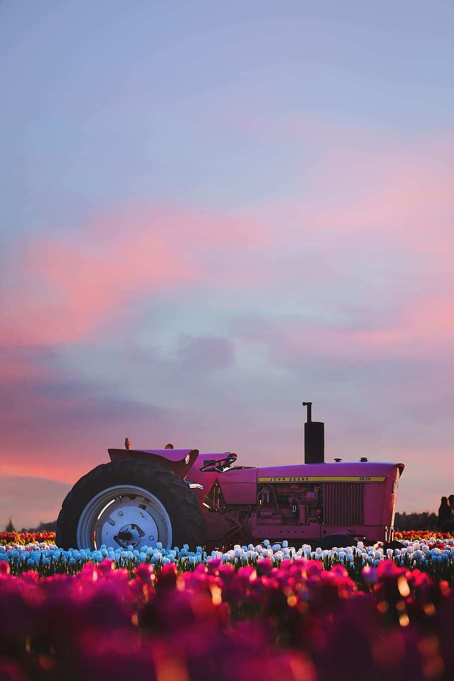 foto, tractor de rodatge, posta de sol, retroil·luminat, alba, vespre, tarda, granja, Festival, camp, flors, jardí, equipament pesat, paisatge, llum, tir en angle baix, oregon, a l'aire lliure, rosa, religió, primavera, estiu, sortida del sol, tractor, viatjar, tulipes, vehicle, cel, flor, naturalesa, núvol - cel, planta amb flors, arquitectura, color rosa, bellesa a la natura, planta, estructura construïda, exterior de l'edifici, multitud, aigua, il·luminat, destinacions de viatge, manera de transport, porpra, 5K