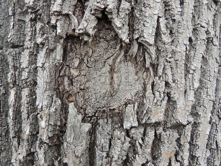 kůra stromu, textura, šedá, uzel, strom, kůra, Šedá, knothole, hnědý, kufr, texturou, kmen stromu, hrubý, dřevo - materiál, detail, vzor, celý rám, pozadí, rostlinné kůry, rostlina, nikdo, den, přírodní vzor, venku, Příroda, zvětralý, efekt, přirozený stav, 4K