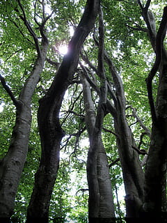 arbre, uplight, bosc, tronc, naturalesa, escorça de fusta, planta, tronc de l'arbre, creixement, dia, vista d’angle baix, tranquil·litat, cap gent, terra, bellesa a la natura, branca, a l'aire lliure, color verd, llum solar, part de la planta, full, copa de l'arbre, 2K, CC0, domini públic, lliure de regalies