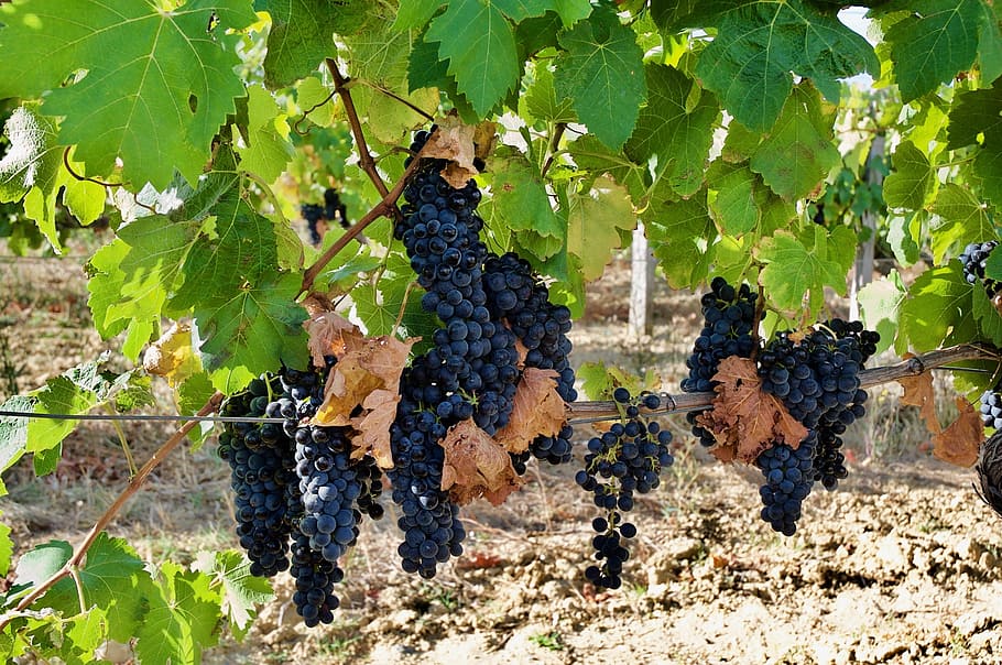 vinya, enredadera, fruita, raïm, full, part de la planta, creixement, alimentació saludable, naturalesa, menjar i beguda, menjar, dia, planta, terra, raïm vermell, munt, camp, llum solar, bellesa a la natura, elaboració de vins, cap gent, a l'aire lliure, madur, plantació, 2K