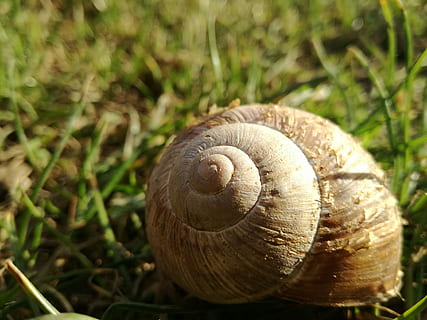 Schneckenhaus, Priroda, Schnecke, ein Tier, Gastropode, Tierhülle, Tierthemen, Spiral-, Tierwelt, Schale, Tier, Nahansicht, Weichtier, wirbellos, Fokus auf den Vordergrund, Tiere in freier Wildbahn, Tag, Natur, keine Leute, Land, Muster, Pflanze, draußen, 4K, CC0, gemeinfrei, lizenzfrei