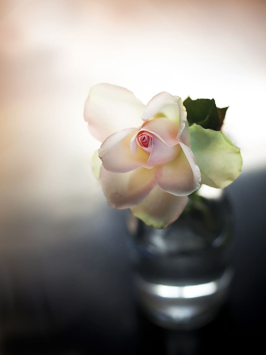 avvicinamento, fotografia, bianca, fiore, rosa, roosje, vaso, sfondo, fiori, romantico, sfondi senza soluzione di continuità, occhiali da sole, colore, morbido, fioritura, colore salmone, diffondere, pianta, bellezza nella natura, pianta fiorita, freschezza, natura, fragilità, vulnerabilità, petalo, testa di fiore, in casa, infiorescenza, messa a fuoco selettiva, nessuno, colore rosa, 4K