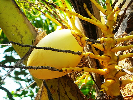 Noce di cocco, frutta, l'albero, natura, cibo, maturo, freschezza, albero, biologico, giallo, agricoltura, pianta, crescita, cibo e bevande, mangiare sano, nessuno, concentrarsi sulle conoscenze acquisite, avvicinamento, giorno, ramo, benessere, bellezza nella natura, foglia, Inquadratura dal basso, all'aperto, 2K, CC0, dominio pubblico, privo di copyright
