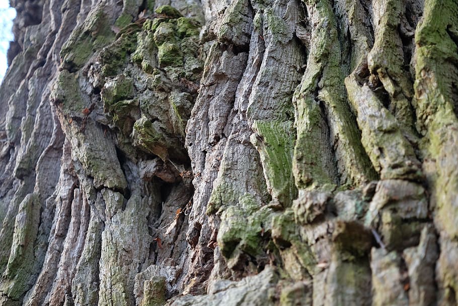 arbre, vell, miracle, naturalesa, bosc, medi ambient, textura, tronc de l'arbre, tronc, aspre, cap gent, primer pla, dia, planta, marc complet, fons, patró, patró natural, escorça de la planta, creixement, a l'aire lliure, centrar-se en primer pla, vista d’angle baix, rock, escorça, efecte texturat, erosionat, condició natural, 4K