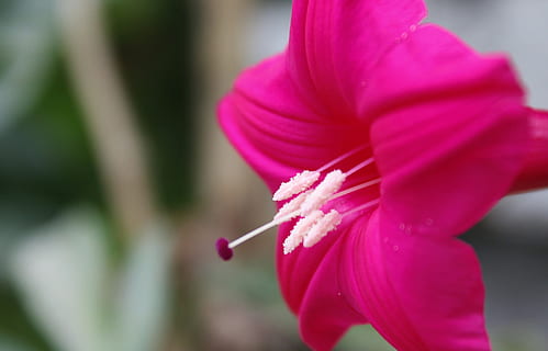 red flower, small, spoiled, pink color, flower, close-up, flowering plant, plant, focus on foreground, freshness, day, one person, vulnerability, beauty in nature, fragility, holding, red, nature, women, adult, outdoors, human body part, human limb, 2K, CC0, public domain, royalty free