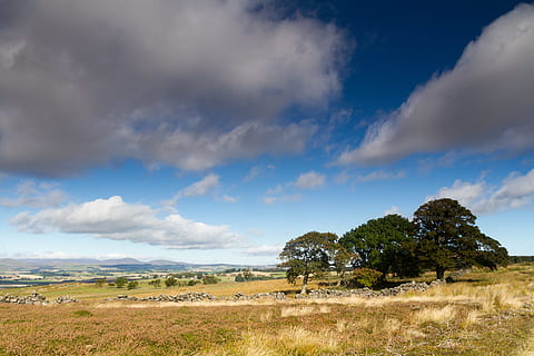 i campi, alberi, giallo, natura, nuvola - cielo, paesaggio, ambiente, cielo, pianta, scenics - natura, albero, erba, terra, semi arido, bellezza nella natura, scena non urbana, nessuno, scena tranquilla, giorno, la tranquillità, all'aperto, Riserva naturale, paesaggio drammatico, clima arido, 5K, CC0, dominio pubblico, privo di copyright