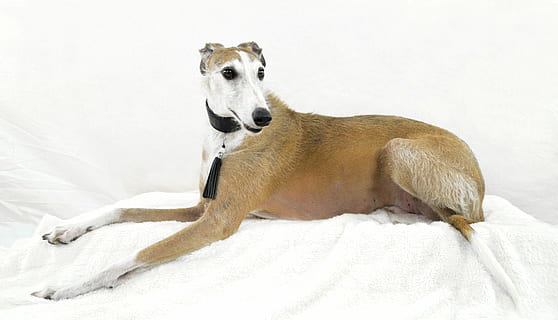 Windhund, lügen, Weiß, Handtuch, Hund, podenko, Pose, Porträt, Tierfoto, Hundefoto, Tier, süß, posieren, ein Tier, Tierwelt, keine Leute, Tierthemen, Säugetier, weißer Hintergrund, Tag, Nahansicht, draußen, Haustiere, inländisch, Eckzahn, Sitzung, Entspannung, Wirbeltier, Winter, weiße Farbe, suchen, kalte Temperatur, Schnee, 4K, CC0, gemeinfrei, lizenzfrei