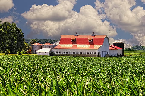 lade, rustik, staldene, ohio, digital kunst, landdistrikterne, naturskøn, Land, landskabet, landskab, skur, skure, gård, gårde, landbrug, landbrugs, stuehus, Champaign, region, americana, Foto, fotografi, struktur, strukturer, sturgell, william sturgell, bill sturgell, historisk, hjem indretning, bygninger, skyer, himmel, træ, træer, overskyet, ukrudt, champaign county, Urbana, sky - himmel, Mark, plante, jord, bygget struktur, arkitektur, natur, bygning udvendig, grøn farve, vækst, dag, afgrøde, landlige scene, bygning, græs, ingen mennesker, udendørs, plantage, 4K, CC0, offentligt domæne, royaltyfrie