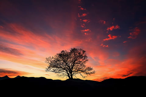 black, withered, tree, sunset, dawn, dusk, sky, silhouette, cloud - sky, beauty in nature, tranquility, tranquil scene, scenics - nature, plant, nature, orange color, environment, landscape, no people, mountain, land, bare tree, outdoors, non-urban scene, romantic sky, 5K, CC0, public domain, royalty free