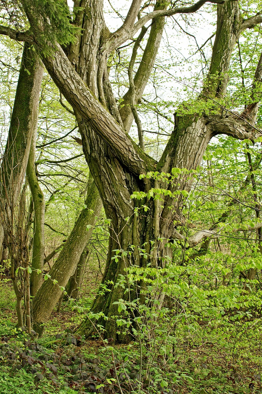 albero, individualmente, vecchio, mistico, natura, verde, pianta, tronco, tronco d'albero, crescita, la tranquillità, terra, bellezza nella natura, ramo, nessuno, foresta, giorno, colore verde, scena tranquilla, all'aperto, scena non urbana, muschio, scenics - natura, radice, 5K