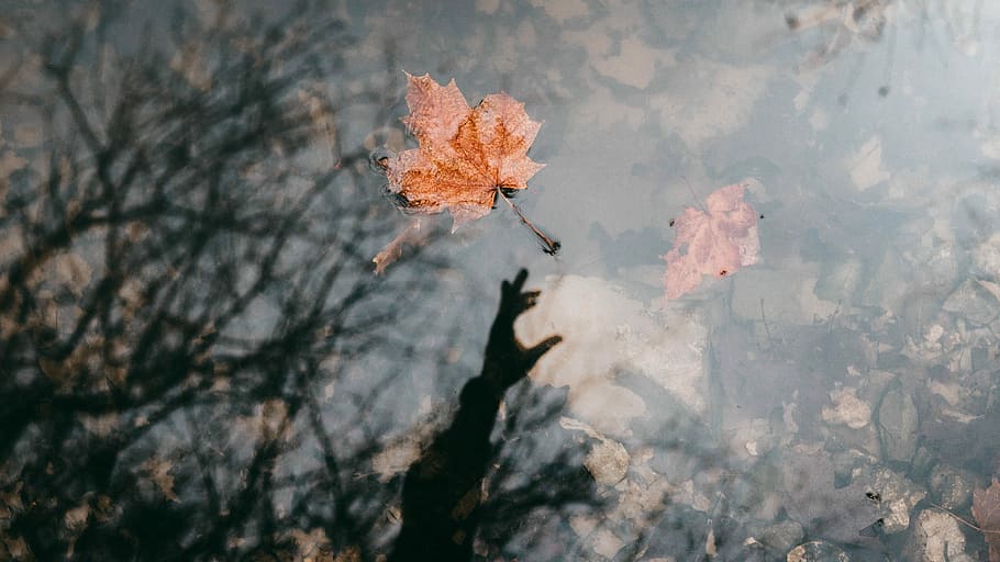 fulla d'auró, flotant, aire, poc profund, focalitzar la fotografia, caient, arbre, full, llac, aigua, reflexió, tardor, planta, naturalesa, part de la planta, canvi, branca, dia, bellesa a la natura, a l'aire lliure, cap gent, medi ambient, sec, tranquil·litat, fragilitat, vista d’angle alt, terra, flotant a l'aigua, 4K
