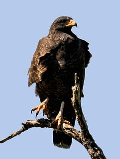 raptor, burung rajawali, burung, elang, margasatwa, alam, paruh, megah, pemburu, predator, langit, satwa liar hewan, hewan, tema binatang, bertulang belakang, tampilan sudut rendah, binatang di alam liar, cabang, langit cerah, bertengger, pohon, satu binatang, tidak ada orang, hari, menanam, sinar matahari, burung pemangsa, di luar rumah, 4K, CC0, domain publik, bebas royalti