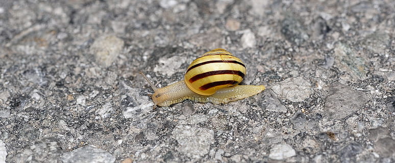 hlemýžď, shell, plazit se, silnice, Příroda, zavřít, zvířat, zvíře, měkkýš, zvířata ve volné přírodě, nikdo, jednoho zvířete, plži, detail, bezobratlý, žlutá, den, pevný, venku, rock - objekt, zvířecí shell, Skála, 1080P, CC0, veřejná doména, bez autorských práv
