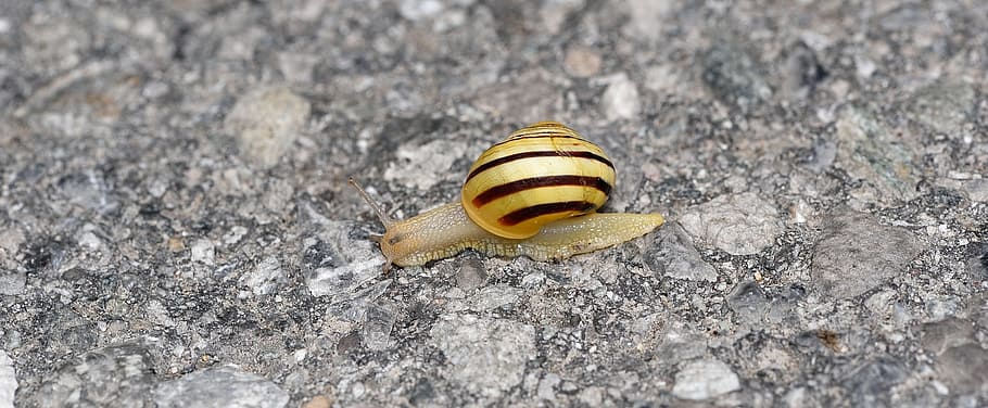 hlemýžď, shell, plazit se, silnice, Příroda, zavřít, zvířat, zvíře, měkkýš, zvířata ve volné přírodě, nikdo, jednoho zvířete, plži, detail, bezobratlý, žlutá, den, pevný, venku, rock - objekt, zvířecí shell, Skála, 1080P