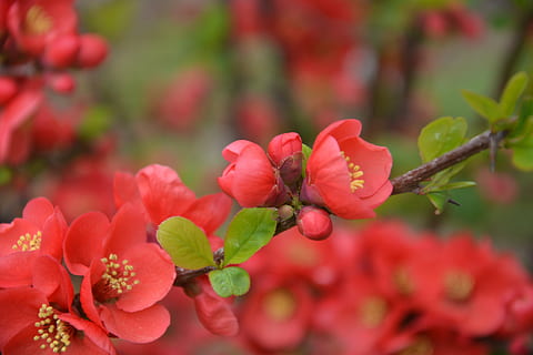 Campus, Blume, Frühling, Pflanze, Wachstum, Schönheit in der Natur, Frische, blühende Pflanze, Verletzlichkeit, Zerbrechlichkeit, Nahansicht, rot, Natur, Blütenblatt, Tag, Pflanzenteil, keine Leute, Blütenstand, selektiver Fokus, Fokus auf den Vordergrund, Blatt, draußen, Blütenkopf, 5K, CC0, gemeinfrei, lizenzfrei
