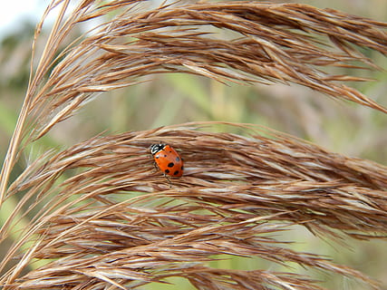 lady bug, pšenice, hnědý, slunéčko sedmitečné, hmyz, tráva, listy, země, zvířat, brouk, zaměřit se na popředí, zvíře, bezobratlý, zvířata ve volné přírodě, jednoho zvířete, rostlina, den, Příroda, oříznutí, detail, nikdo, venku, zemědělství, růst, cereální rostlina, 4K, CC0, veřejná doména, bez autorských práv