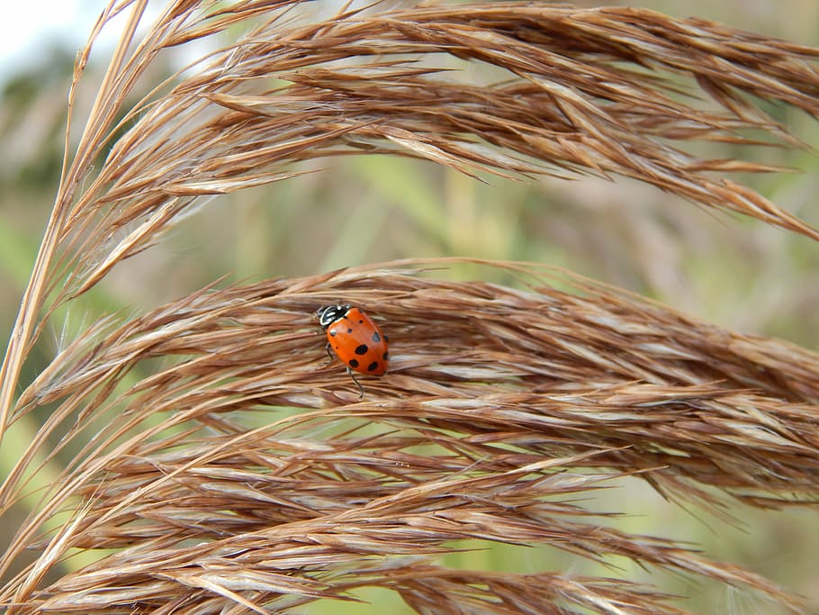 lady bug, pšenice, hnědý, slunéčko sedmitečné, hmyz, tráva, listy, země, zvířat, brouk, zaměřit se na popředí, zvíře, bezobratlý, zvířata ve volné přírodě, jednoho zvířete, rostlina, den, Příroda, oříznutí, detail, nikdo, venku, zemědělství, růst, cereální rostlina, 4K