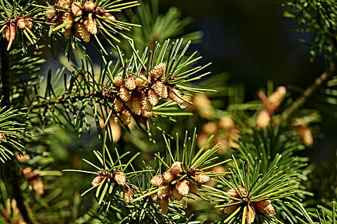 pijnboom, tik, dennenappels, klein, frisch, jong, de lente, toenemen, natuur, boom, naaldboom, grenen kas, hout, tak, grenen tak, fabriek, naalden, maagdenpalm, dennennaalden, dichtbij, foliation, zachte hout, zwarte den, dennenboom, groene kleur, Pinaceae, dennenappel, geen mensen, detailopname, schoonheid in de natuur, dag, groei, blad, buitenshuis, focus op de voorgrond, deel van de plant, kalmte, naald - plantdeel, groenblijvende boom, 4K, CC0, publiek domein, royaltyvrij