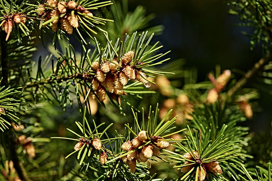 pijnboom, tik, dennenappels, klein, frisch, jong, de lente, toenemen, natuur, boom, naaldboom, grenen kas, hout, tak, grenen tak, fabriek, naalden, maagdenpalm, dennennaalden, dichtbij, foliation, zachte hout, zwarte den, dennenboom, groene kleur, Pinaceae, dennenappel, geen mensen, detailopname, schoonheid in de natuur, dag, groei, blad, buitenshuis, focus op de voorgrond, deel van de plant, kalmte, naald - plantdeel, groenblijvende boom, 4K