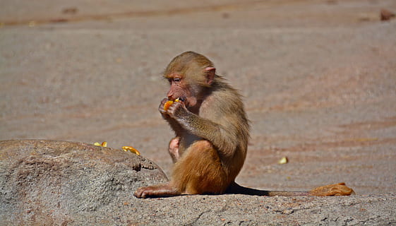 babuíno, macaco, primata, criatura, comer, Comida, tiergarten, bebê macaco, animal, natureza, animais selvagens, mamífero, macaque, animais em estado selvagem, fofa, Ásia, um animal, temas animais, comprimento total, uma pessoa, ao ar livre, sentado, comendo, vertebrado, ninguém, boca, boca aberta, dia, comida e bebida, focar em primeiro plano, 5K, CC0, domínio público, royalty free