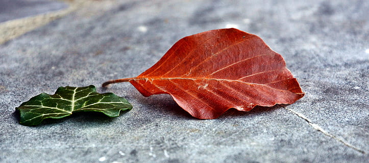 merah, daun, di samping, hijau, amber, Daun-daun, dua, bagian tanaman, merapatkan, alam, tidak ada orang, musim gugur, menanam, kerapuhan, kerentanan, vena daun, di luar rumah, fokus selektif, objek tunggal, makanan, kesegaran, kering, keindahan di alam, hari, makanan dan minuman, pola alami, perubahan, kondisi alam, 4K, CC0, domain publik, bebas royalti